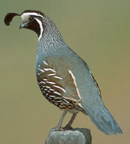 California Valley Quail